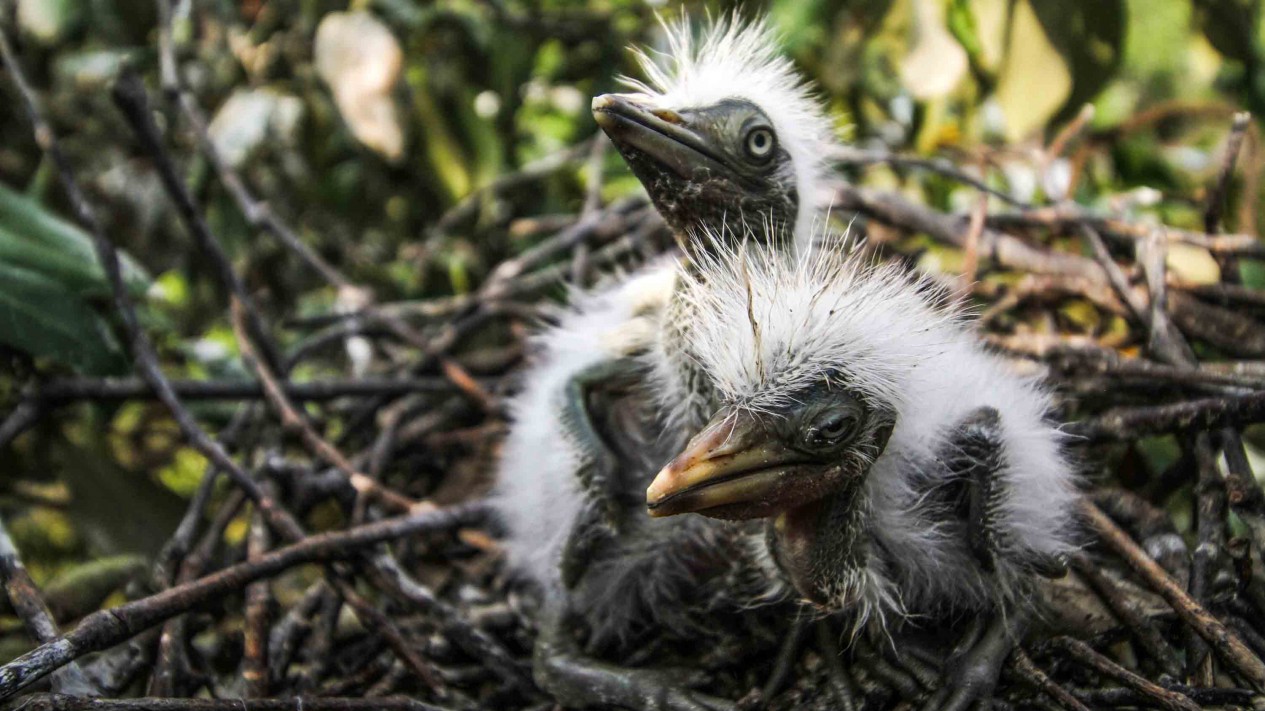 Kondisi Anak Burung  Kuntul yang Terancam Punah Vlix id