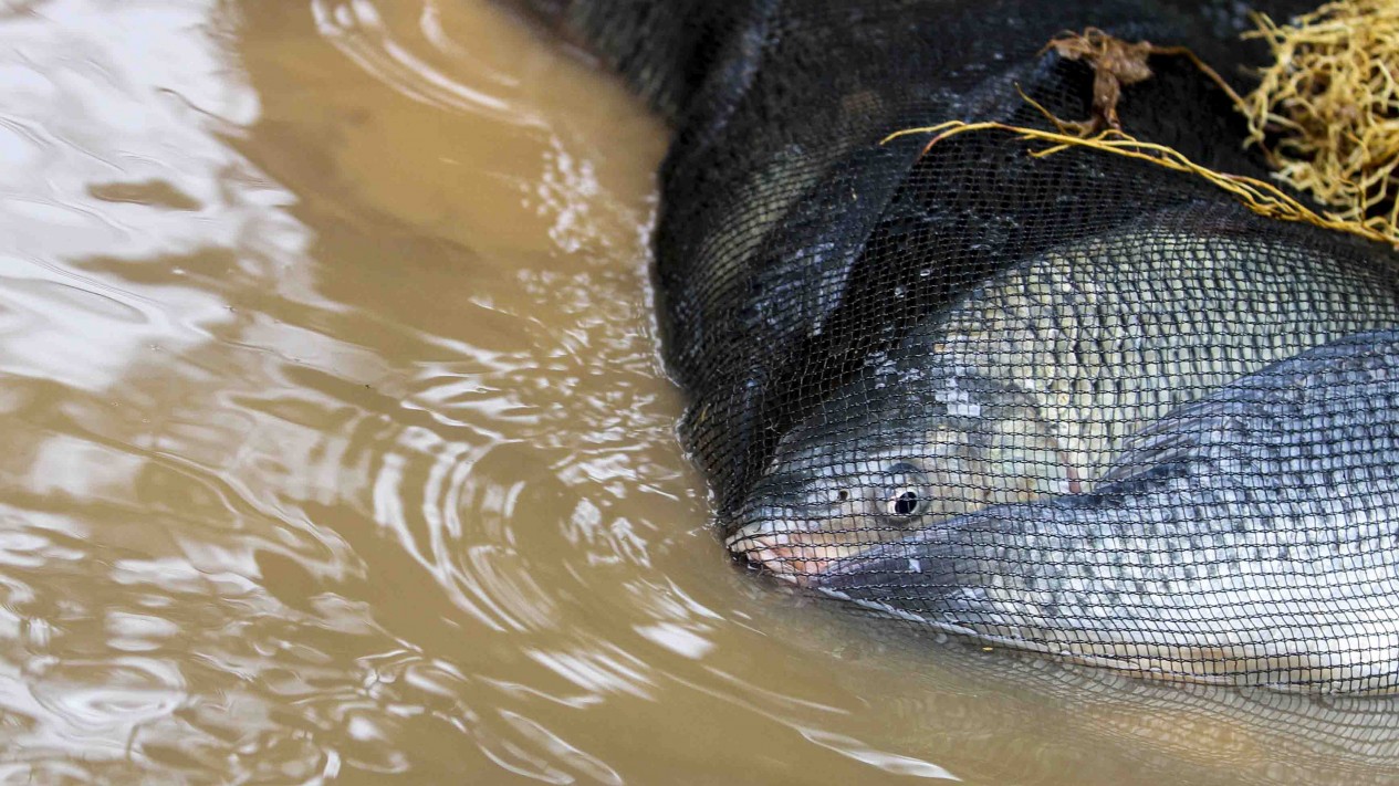 Jala Ikan di Lokasi Banjir Samping Tol JORR - Vlix.id