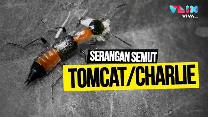 Teror Racun Semut Charlie, Jangan Dibunuh Berbahaya! - Vlix.id