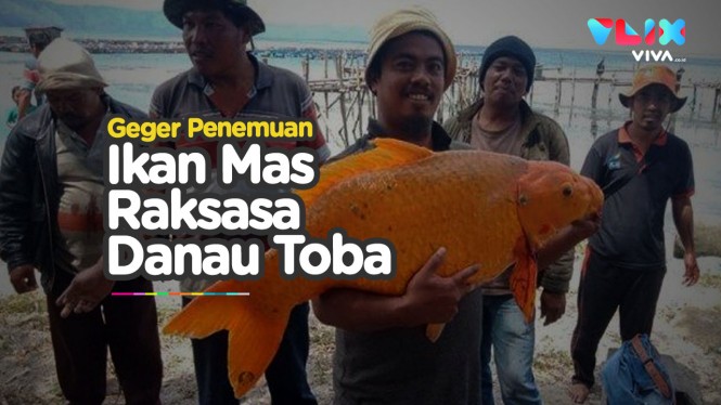 Ikan Mas Raksasa Seberat 15 Kg Hebohkan Danau Toba Vlix Id