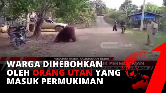Orangutan Tamasya di Permukiman Warga