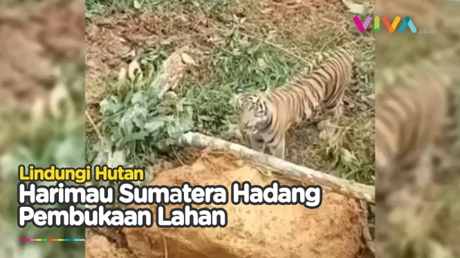 Bak Pahlawan Hutan, Harimau Sumatera Cegah Penebangan Pohon