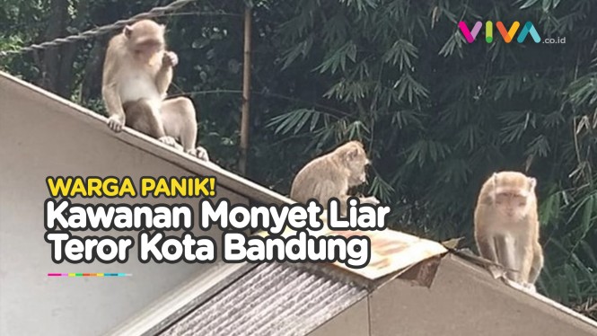 Kawanan Monyet Liar Keluyuran di Permukiman Kota Bandung