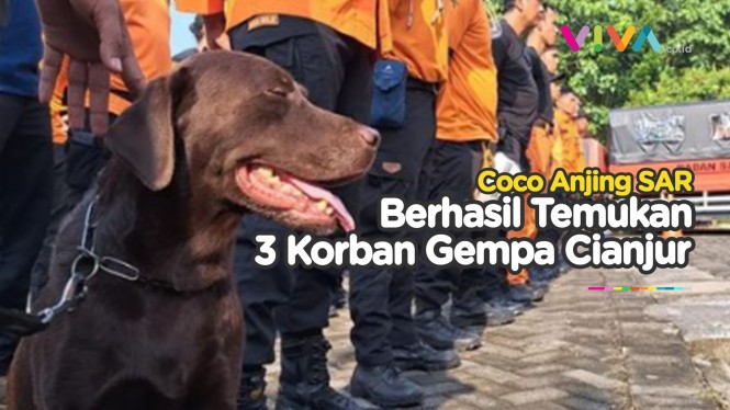 Coco, Anjing SAR yang Telah Temukan 3 Korban Gempa Cianjur