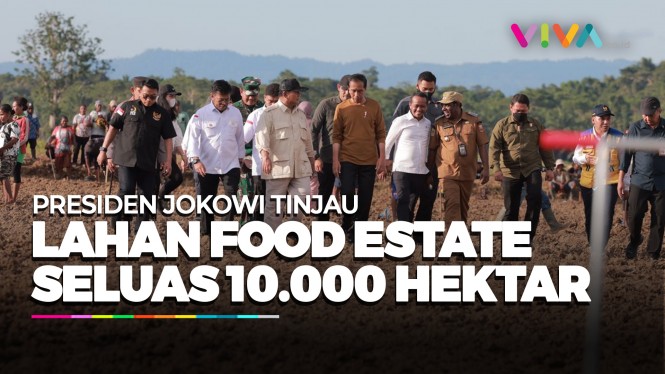 Jokowi Tinjau Food Estate Seluas 10.000 Hektare di Papua
