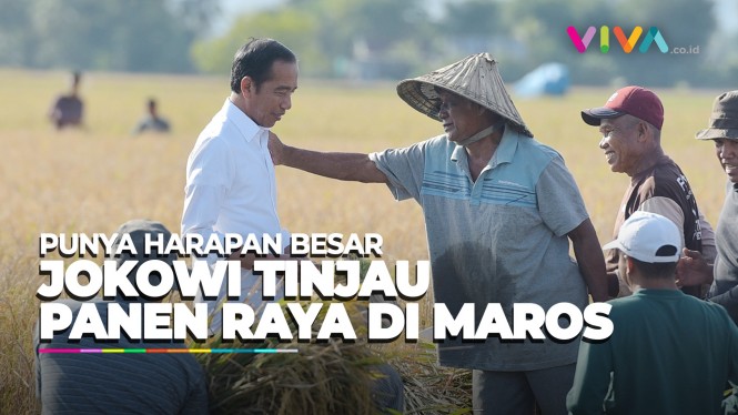 Tinjau Panen Raya Di Maros, Jokowi Punya Harapan Besar