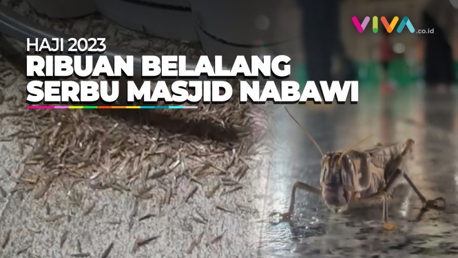 Masjid Nabawi hingga Bandara Diserbu Ribuan Belalang